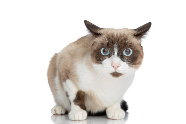 istock sweet little metis cat sitting on white background 1347302948