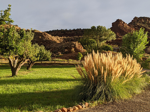 Late afternoon light on orchard and front yard of home and Pampas Grass below South Mesa in Rockville Utah
