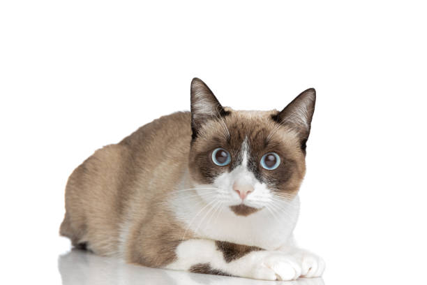 istock beautiful small metis kitty with blue eyes laying down in studio 1347303436