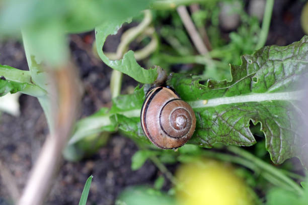 snail eating lettuce in the vegetable garden