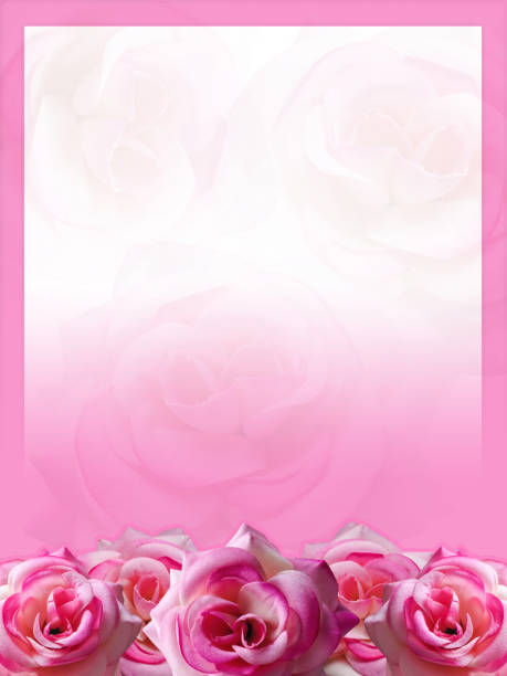 istock pink roses on the bottom, pink frame, blur roses background, nature, web, banner, template, space for text 1347304104