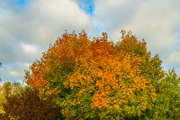 Color leaf on trees with blue sky in autumn fresh beautiful morning