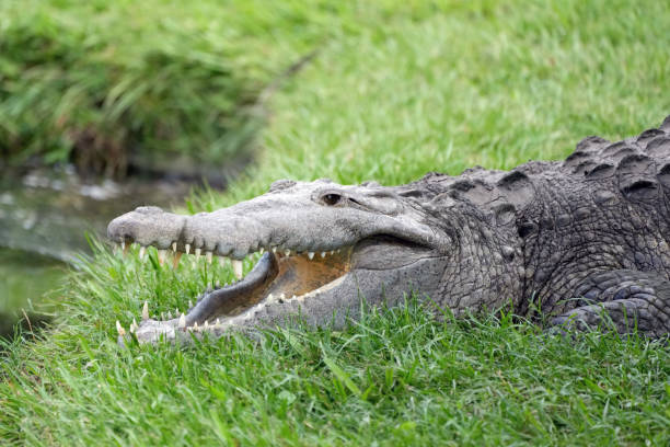 istock American Crocodile with mouth open 1347305389
