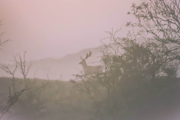 istock fog over thecountry site 1347305750