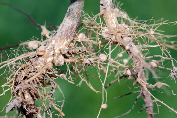 Photo of Nodules of soybean roots. Atmospheric nitrogen-fixing bacteria live inside