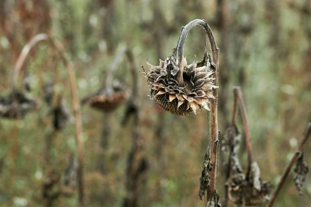istock Dry sunflower field in autumn 1347307193