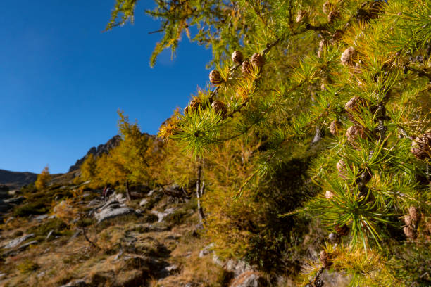 couleurs d’automne dans les alpes italiennes - mountain nature abstract forest swamp photos et images de collection