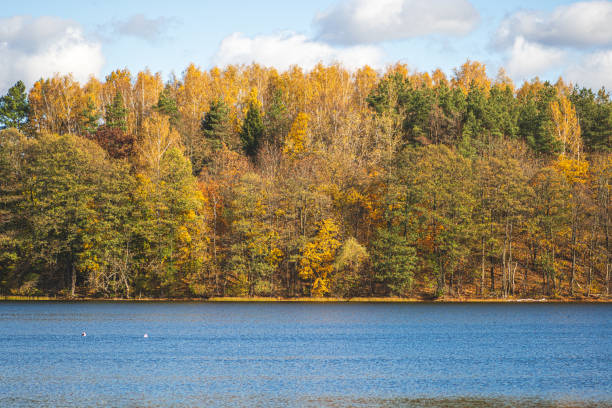 Wonderful autumn landscape with beautiful yellow and orange colored forest trees, blue lake with reeds in the foreground