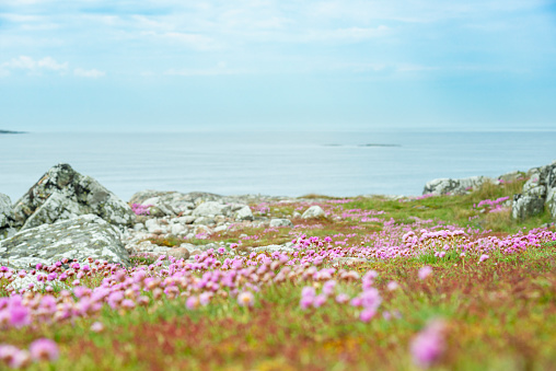Meadow of Sea Thrift flowers in the archipelago of Gothenburg.