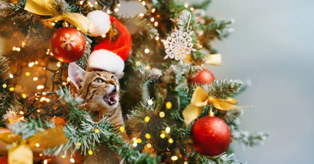 Photo of A cat in a Santa hat looks out from behind the branches of a decorated Christmas tree and licks his lips sweetly