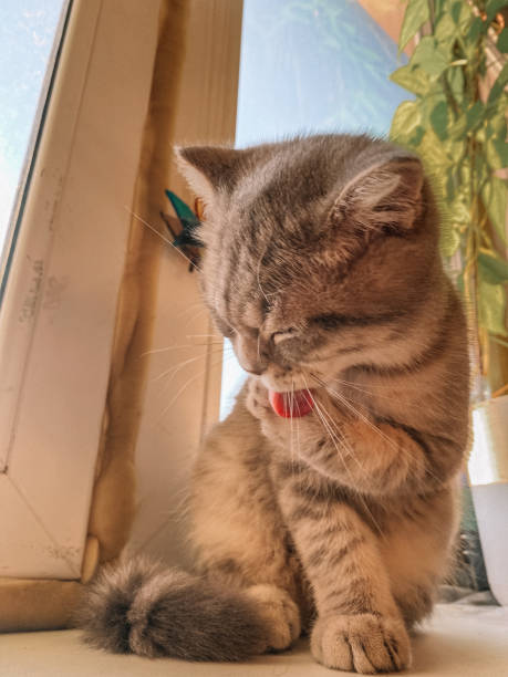 istock Cute scottish cat, beautiful domestic cat sleeping sweetly 1347313480