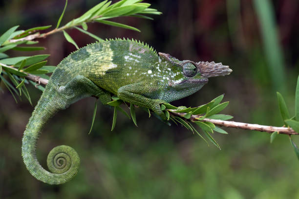 Fischer chameleon hanging on a tree stock photo