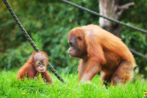 mother orangutan with her baby - selective Focus of baby