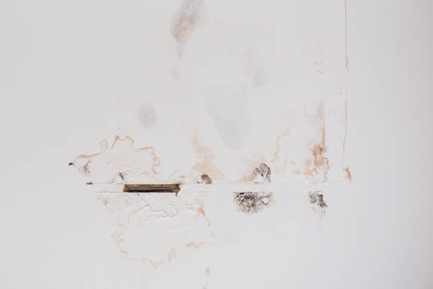 istock Mould on the ceiling after water damage, moisture 1347315221