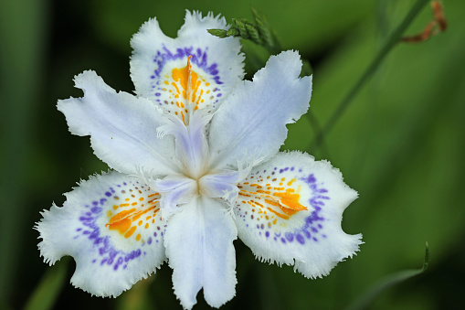 White fringed Japanese iris, Iris japonica of unknown variety, flower with a blurred background of leaves.