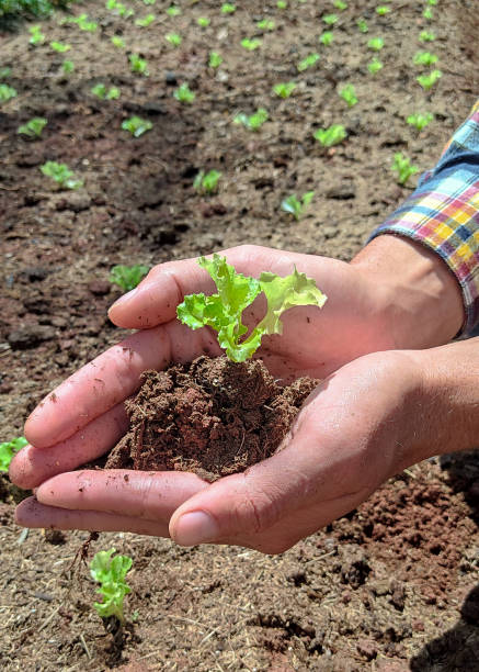 istock Cropped from farmer's hands holding lettuce sprouts 1347316884