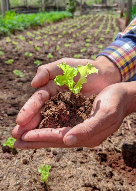 istock Cropped from farmer's hands holding lettuce sprouts 1347316889