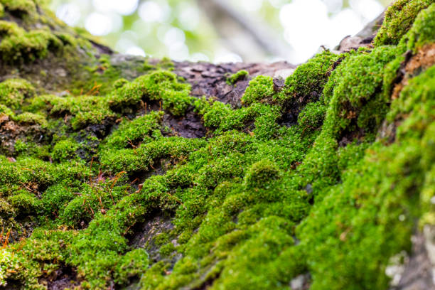 istock Mossy tree trunks and roots in the plateau 1347317624
