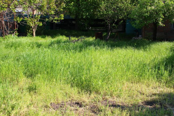 istock Vegetable garden overgrown with weed grass 1347317774