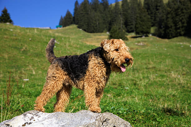 Welsh Terrier (XXXL) stock photo