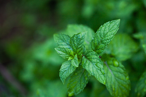 fresh peppermint leaves is a herbal ayurveda medicinal plant. this was used as a traditional medicine for many health issues .