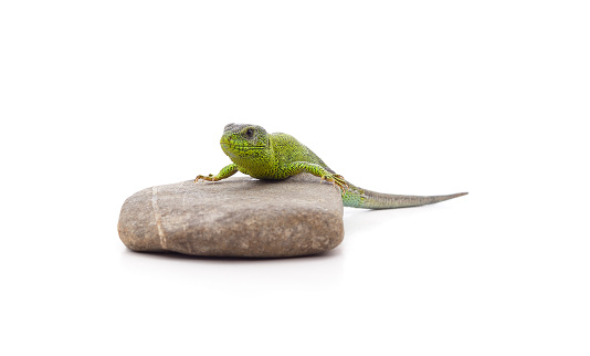 Green lizard on a stone isolated on a white background.