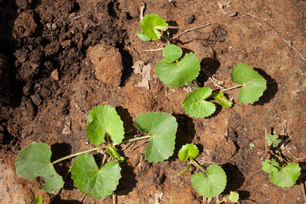 istock Gotu kola, asian pennywort, centella asiatica 1347321823