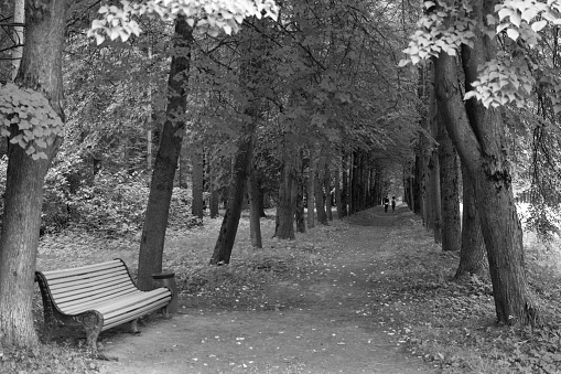 A bench at the beginning of an alley of old deciduous trees. The path goes into the distance. Black and white image.