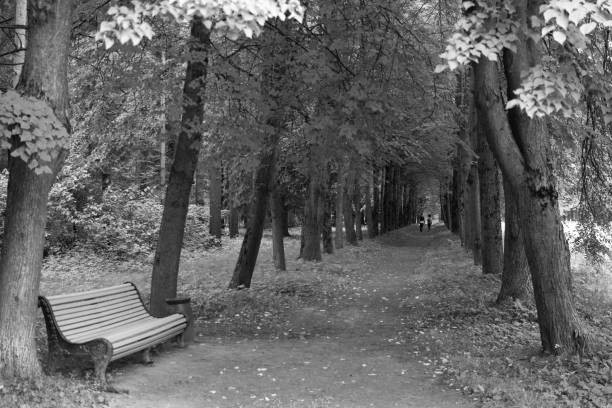 A bench at the beginning of an alley of old deciduous trees. The path goes into the distance. Black and white image. stock photo