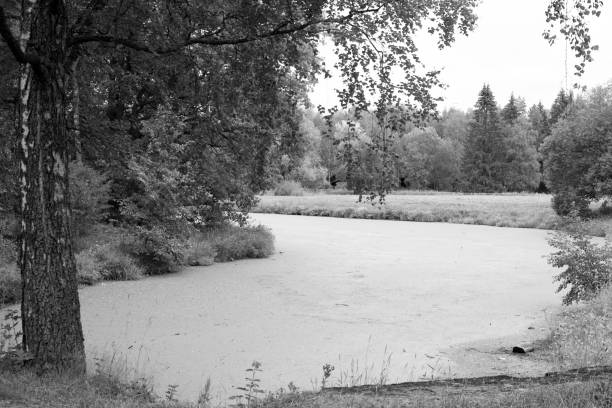 A black and white landscape with a pond in the forest among deciduous trees and a clearing. stock photo