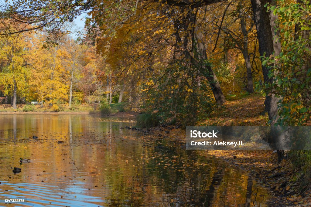 Autumn landscape, colored trees over the river with ducks, beautiful picturesque background. Natural paints. Beautiful view. Autumn landscape, colored trees over the river with ducks, beautiful picturesque background. Natural paints. Beautiful view. Horizontal frame Autumn Stock Photo