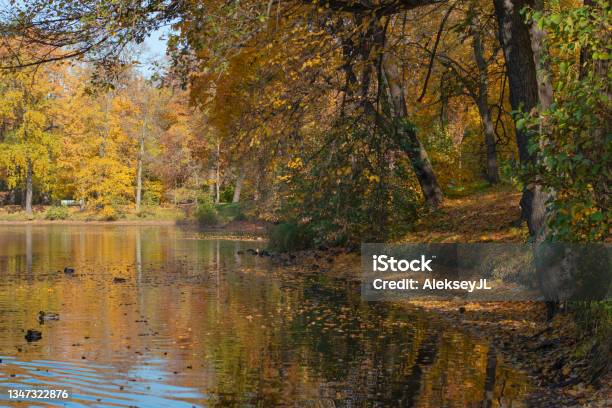Autumn Landscape Colored Trees Over The River With Ducks Beautiful Picturesque Background Natural Paints Beautiful View Stock Photo - Download Image Now