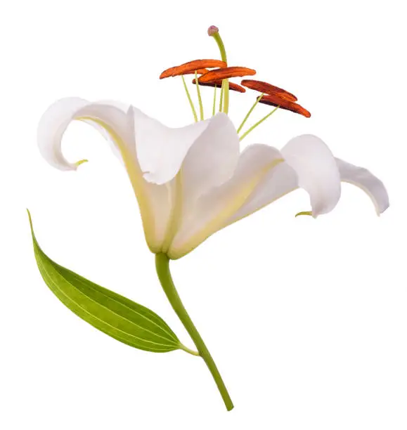 Photo of White lily flower