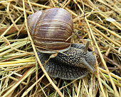 schnecke.jpg?b=1&s=170x170&k=20&c=TVCvN0yz9wH8VvulUioKG-wwJ5Q5aeb_hNmkMuJrkTA=