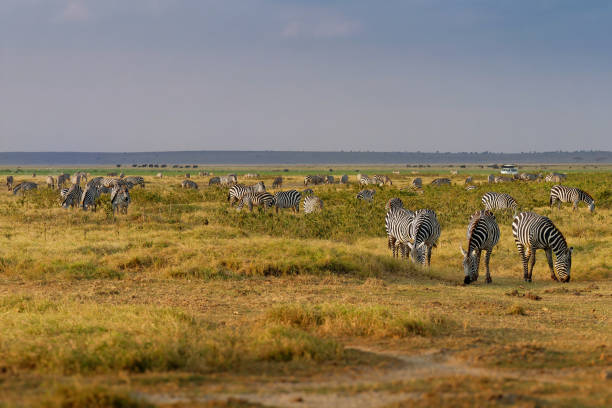 zebra di pianura - equus quagga ex equus burchellii, anche zebra comune, specie più comune e diffusa di zebra, strisce bianche e nere nella savana, mandro di animali. - burchellii foto e immagini stock