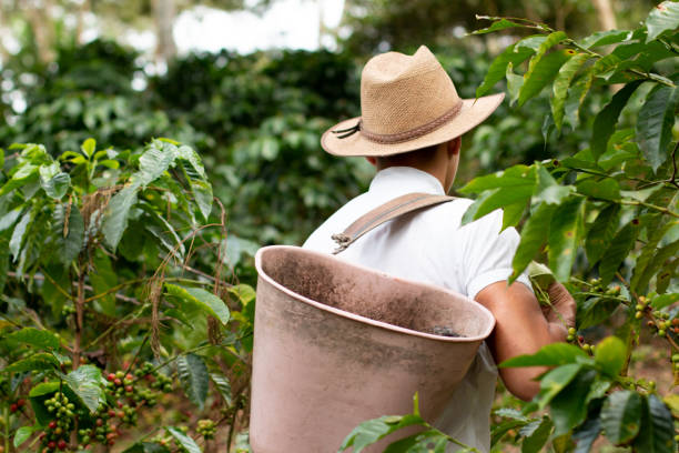 istock Coffee farmer carrying basket on his back after coffee harvest. Coffee worker. Rear view of farmer walking among coffee plants. 1347324686