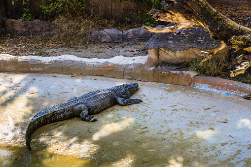 alligator bake in the sun near the pond.