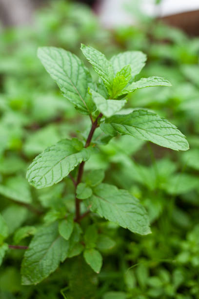 istock peppermint, mint, mentha, pudina 1347326053