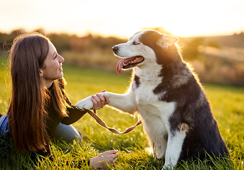 Siberian husky sitting in grass outdoors and the owner girl holding the dog's paw in her hand - Training dog to shake paws - Human and dog friendship and loyalty concept outside on a countryside field