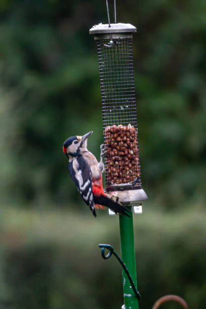 istock A Great Spotted Woodpecker, Dendrocopos Major, Eating Peanuts from a Bird Feeder 1347326781