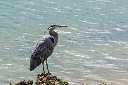 A great blue heron on the False Creek shoreline in Vancouver downtown