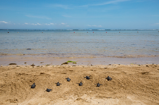 Many baby turtle hatchling on the beach moving towards sea or ocean