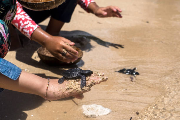 Close up of children hands holding small baby turtles hatchling ready for release into the open sea or ocean Close up of children hands holding baby turtles hatchling ready for release into the open sea or ocean volunteer animals stock pictures, royalty-free photos & images