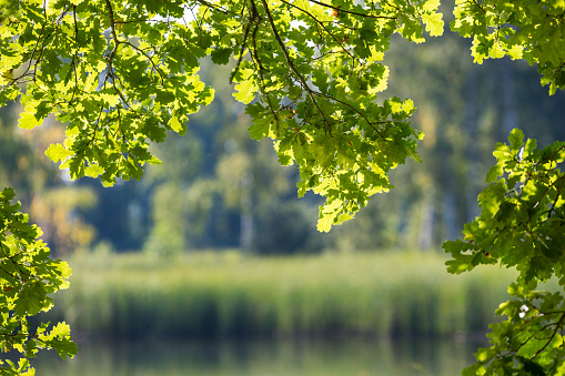 Playful frame of bright foliage with blur lake surface and forest trees in fairy background. Selective focus