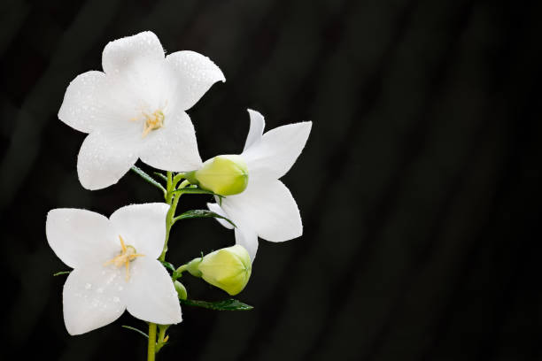 beau cultivar blanc de fleur ballon sur fond noir. platycodon grandiflorus - campanule canterbury photos et images de collection