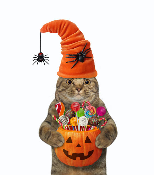 istock Cat in hat with spiders holds bucket 1347331549