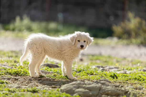 istock Pyrenean mountain puppy, patou, 1347334048