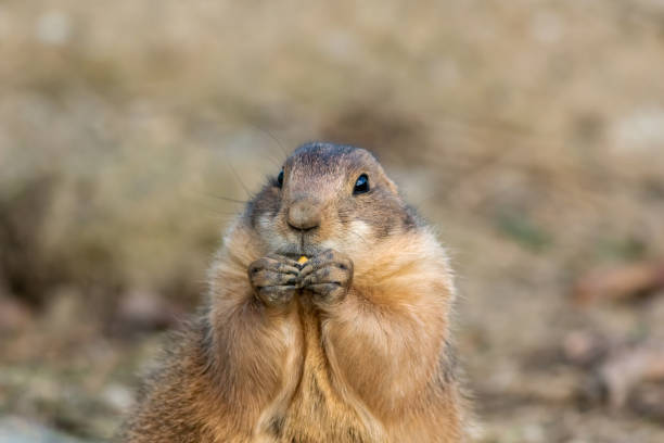 istock Black Tailed Prairie Dog closeup 1347335480