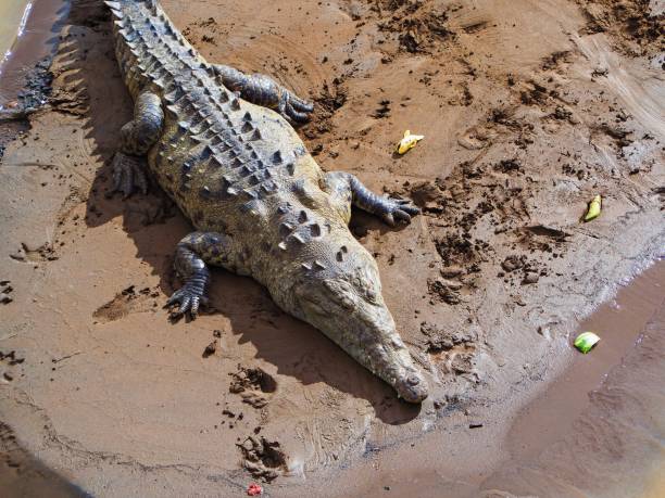 istock Wild cocodrile from Costa Rica 1347336372