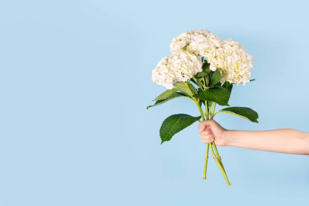 istock Hand holds a bouquet of beautiful tender white hydrangea on light blue background. Flowers as gift for teacher's day, mother's day, international women's day or Valentine's day. Banner with copy space 1347336754